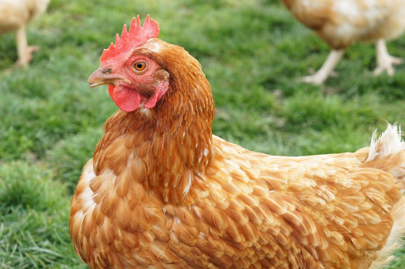 Giant chickens? For years poultry has been bred to grow bigger faster on less feed.  ow.ly/VFgpp