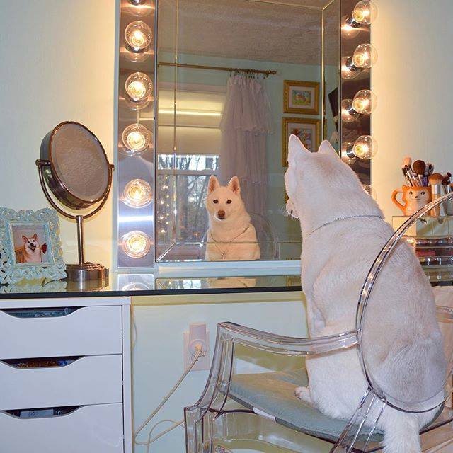 "Hello. It's me." 

via instagram.com/houseofshibas