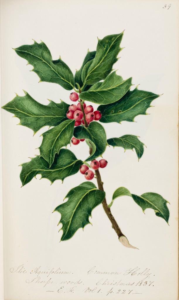 CardiffCurator's tweet photo. @ctaylorart @Amgueddfa_Lib how about Ilex aquifolium painted Xmas 1837 from Davey's English flowers &amp; butterflies https://t.co/RqL002AZWE