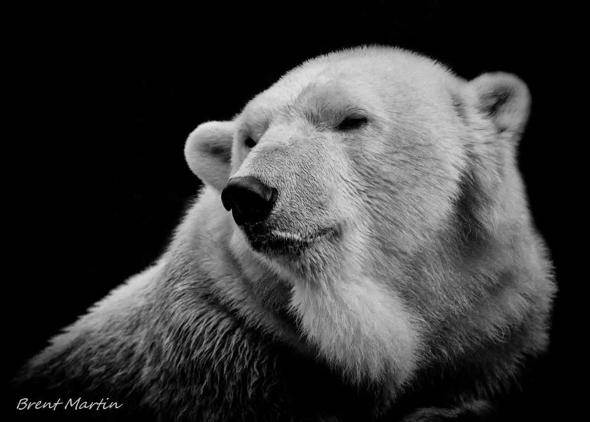 MyPhotoAdvntur's tweet image. Polar Night #WildlifeWednesday Taken at @sandiegozoo A fav shot from that trip. @PolarBears @ZooKeeperRick