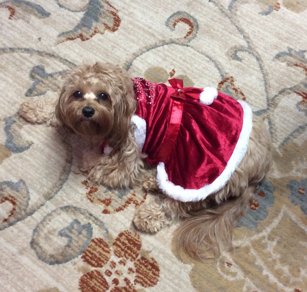 Gina Cash tweet media