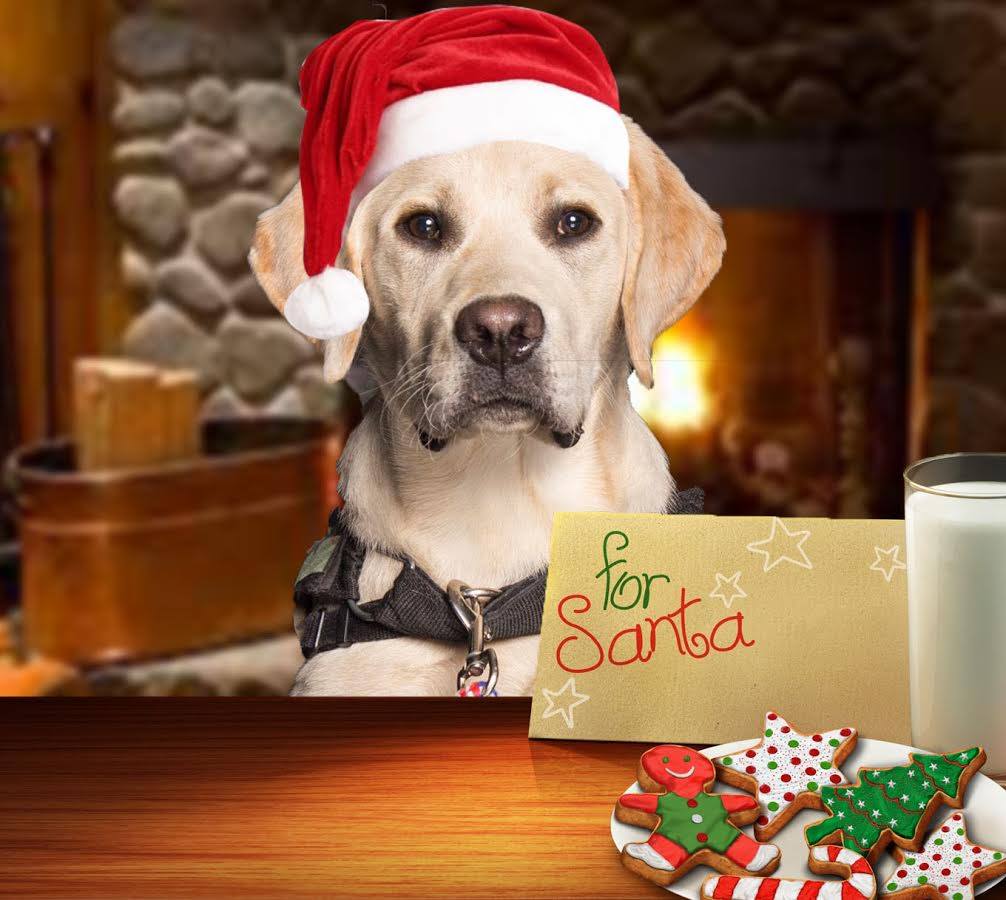 Happy holidays from Bunce! (<a href="/wusa9/">WUSA9</a> service dog in training for a wounded warrior) #military #vets Artwork:<a href="/julezhans/">julezhans</a>