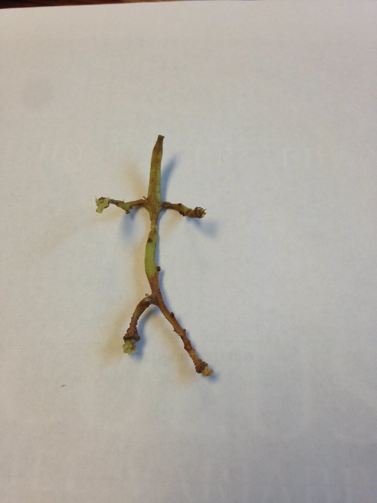 saisthorpe's tweet photo. The grapes Mrs. Harrell gave me today were attached to a stalk that looked like a person! https://t.co/2GnrQ2e7h4