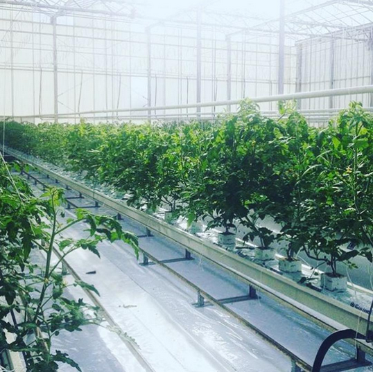 RWwholesale's tweet photo. Grodan used in Indoor Farm
#rockwool #grodan #groblocks #agriculture #horticulture #hydroponics #hydroponicsystem https://t.co/mnHWjwFZKn