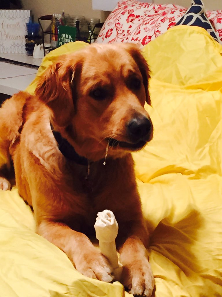 brittany_sutter's tweet photo. Buddy, the dog, what's your favorite color?! https://t.co/jtSj13zVss