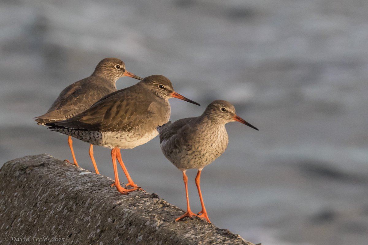 Redshank Scarborough harbour yesterday 
#wader <a href="/Natures_Voice/">RSPB</a> <a href="/YorksWildlife/">Yorkshire Wildlife Trust - follow us on Bluesky 🦋</a>