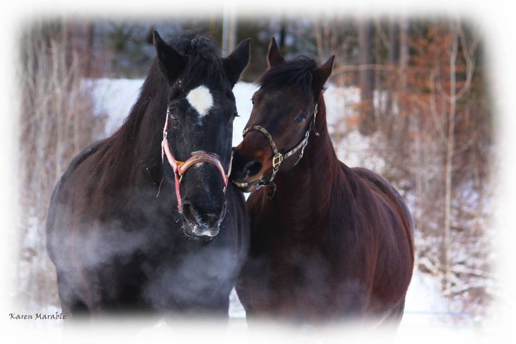 trevinfarm's tweet photo. @KidsUnplugged @VermontTourism Thanks much for following! Meet Tyrone &amp;Texas. Gentle Giants! #kidslove @FarmStayUS https://t.co/mxkwpusGci