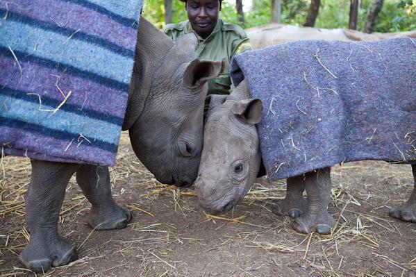 AlexPosternak1's tweet photo. Sad That We Need 2 Beg Our Governants 2 Stop The #RaceToExtinction, Nevermind, Let´s Beg Together @Protect_Wldlife https://t.co/xTHuMlyCWR