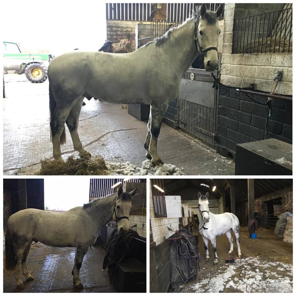 TeamOakden's tweet photo. Athlone David today having a hair cut...he was a bit sweaty in walk work but, if he walked that would help #prancy https://t.co/75YUAud70V