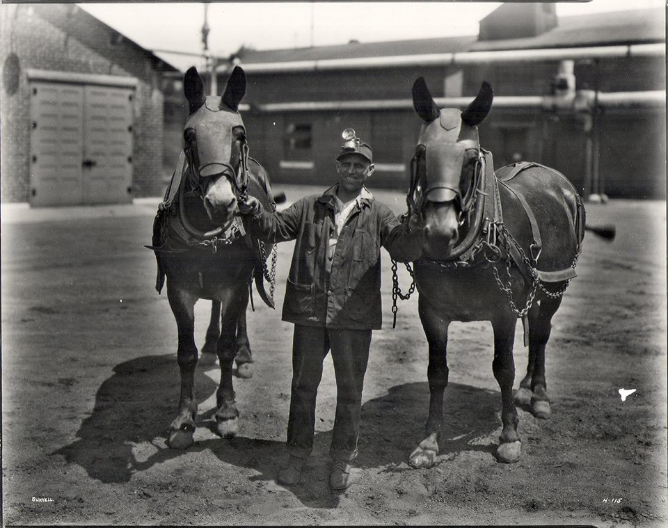 AnthraciteMuse's tweet photo. Did you know that a mule is a hybrid of a male donkey and a female horse? #MuseumMascotDay https://t.co/beAw73r0NW