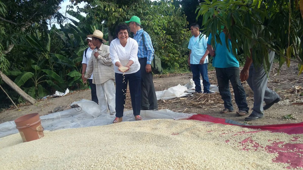 VickyTrani's tweet photo. Es un gusto constatar la excelente producción de maíz con acompañamiento técnico @ORMIXGRO @SAGARPA_mx @incarural https://t.co/ZCblgX37dV