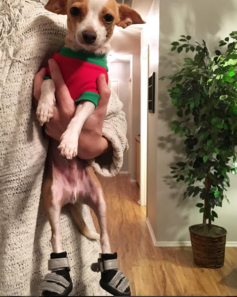 LukeTailwagger's tweet photo. Shoesph? Really mom and dad? :P #Lukeisms #Luketailwagger #SandPirate #Shoes #DogsInShoes #DogsInBoots https://t.co/WbGU3NfnfA
