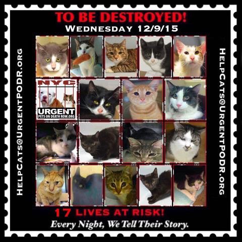 southernpride50's tweet photo. TO BE DESTROYED  12/09/15 
 TO BE DESTROYED
 https://t.co/7JzclPspUN https://t.co/WgYvYdXQNy