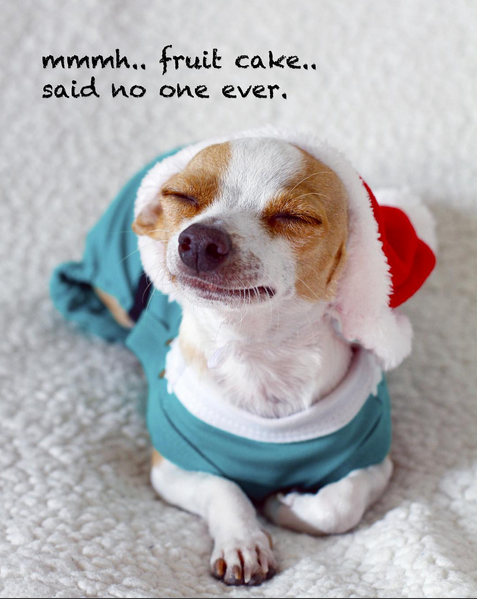 LukeTailwagger's tweet photo. #Luketailwagger #Lukeisms #Etsy #SandPirate #adoptdontshop #savethemall #Christmas #chihuahua #Fruitcake #funny https://t.co/0WGJFJUrLF