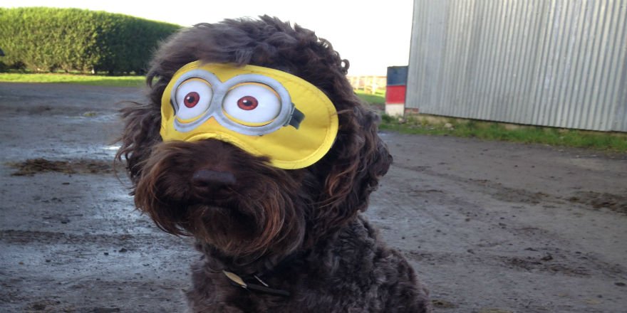 VSmithDressage's tweet photo. 🐾 Guide dog Uffa’s friend Errol #BeatTheBlindfold in support of #GetVerityToRio We are progressing well ❤ https://t.co/WBAszP55St
