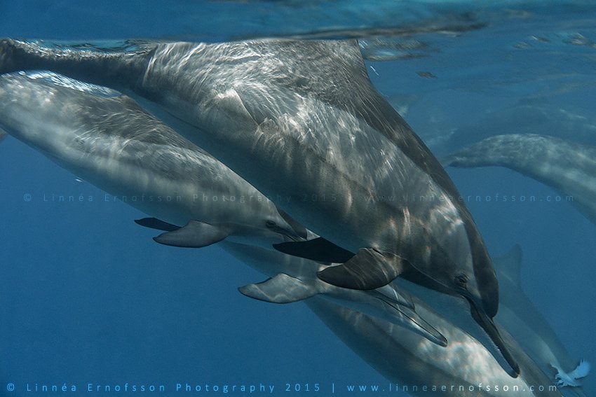 Swimming with dolphins in the Red Sea a year ago today with @MNHPFalmouth