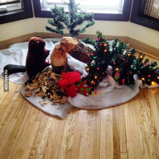 9GAG's tweet image. Best Canadian Christmas tree ever! 
9gag.com/gag/aRAQzKj?re…