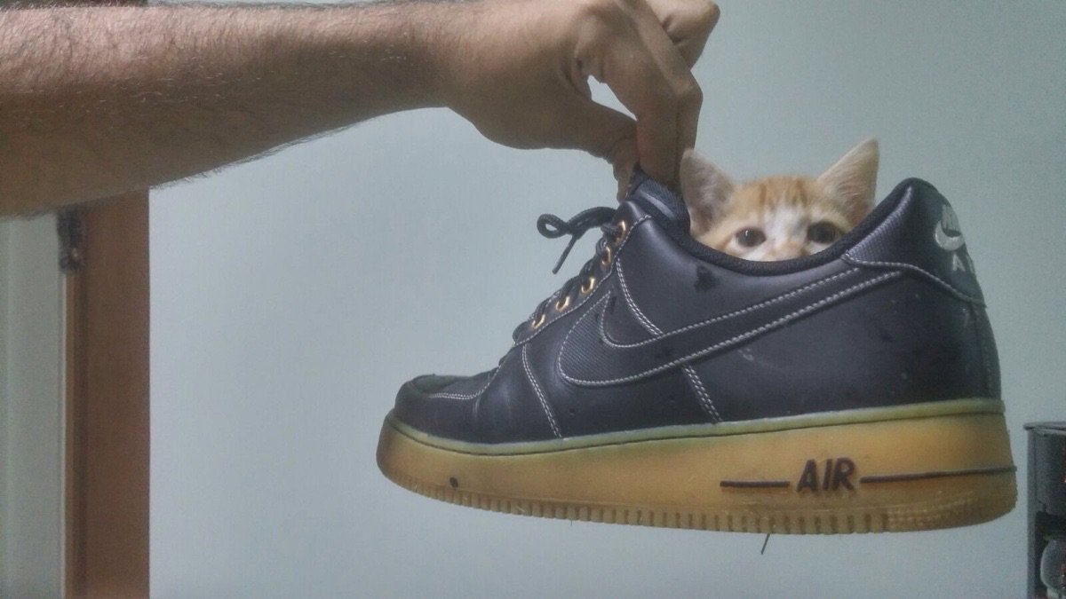 Litter_Kit's tweet image. Shoe kitty LitterKit.com #kitty #litterkit #cat #cats