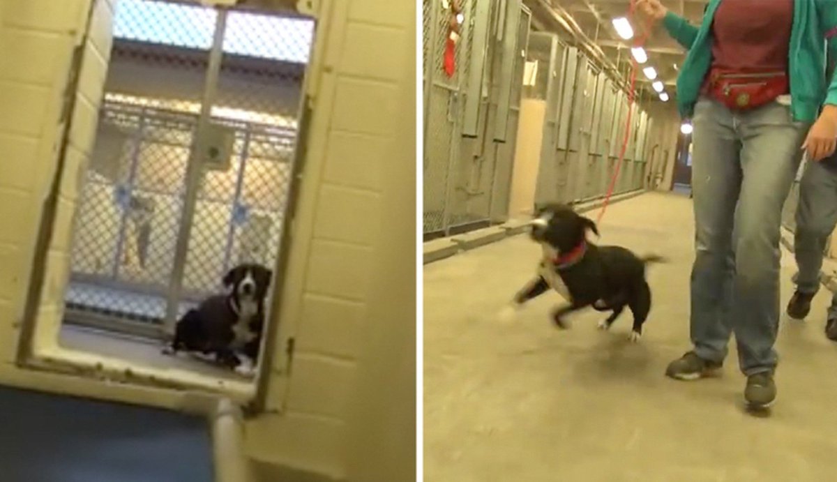 dodo's tweet photo. Shy shelter dog FLIPS OUT after realizing he's beeen #adopted https://t.co/2Yu0QPd06f https://t.co/U5WxUuADWf