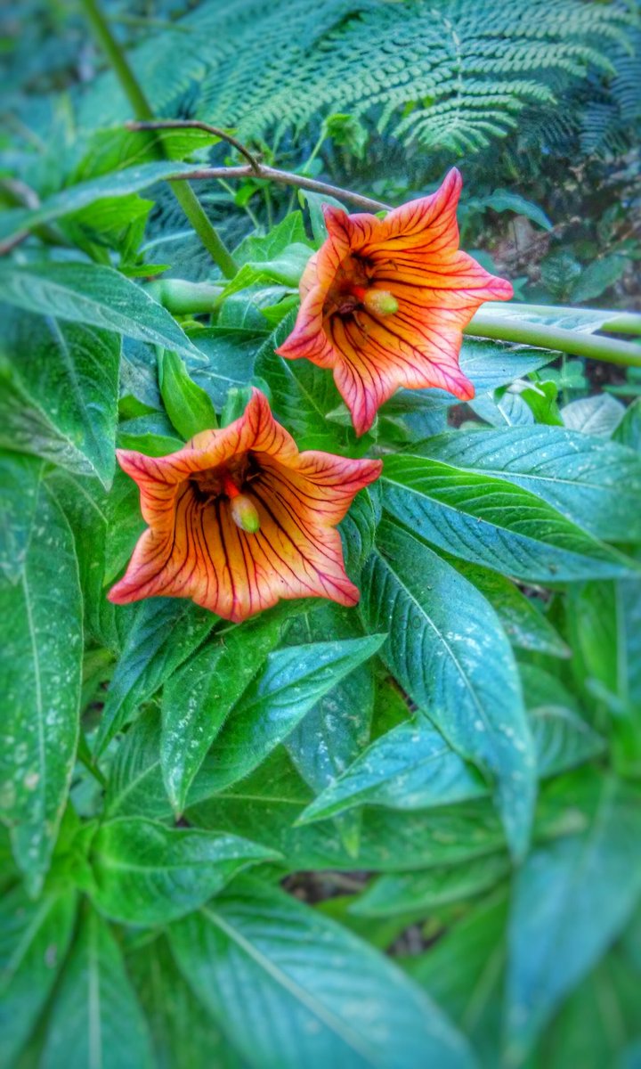 canaryjob's tweet image. Busco empleo en Canarias ow.ly/PNVmx #FelicesFiestas!! 🎄

#foto de #canarina sacada #enruta en la #la…