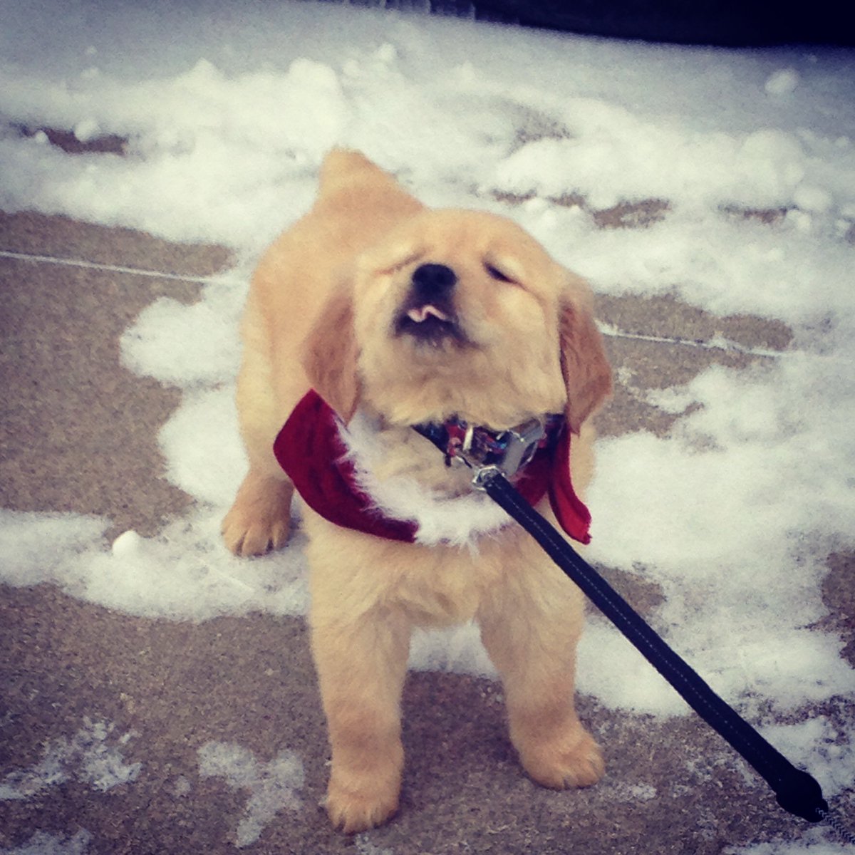 dog_rates's tweet photo. This pupper is not coming inside until she catches a snowflake on her tongue. 11/10 the determination is palpable https://t.co/lvMYbmKq8H
