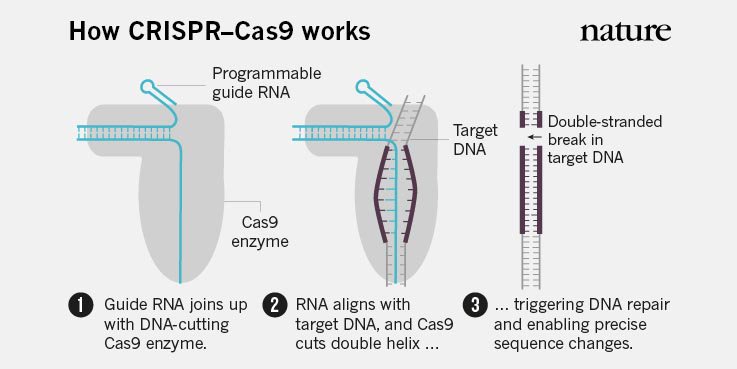 Nature's tweet photo. Genome-editing revolution: Jennifer Doudna's whirlwind year with #CRISPR https://t.co/EJsxWIW5jR https://t.co/SBGhRAMYAs