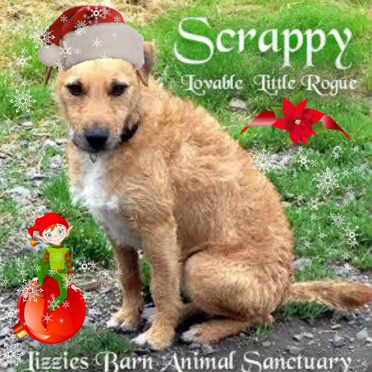 The_Animal_Team's tweet photo. 24th DEC Lovely Scrappy waiting a long time now :( @LizziesBarn please give him the chance he needs #adopt https://t.co/PM5CxP52Qm