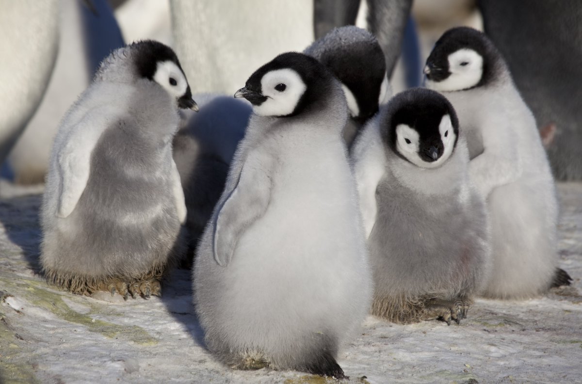 JohnDownerProd's tweet photo. Just missed #SnowChick - A Penguin's Tale? Fear not, it repeats tomorrow at 1.20pm on @BBCOne https://t.co/HjpRwgbNSW