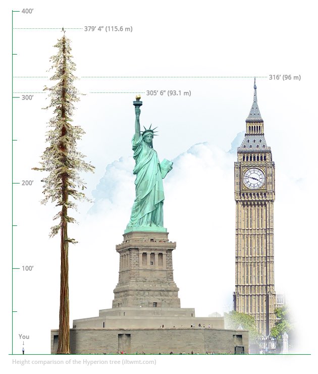 Vijfde Portret Kameraad Thor's Trees on Twitter: "Did you know the tallest tree in the world is a  coast redwood measuring over 115 meters tall? #ThorsTrees #TreeFact  https://t.co/IZ6JNtiEga" / Twitter
