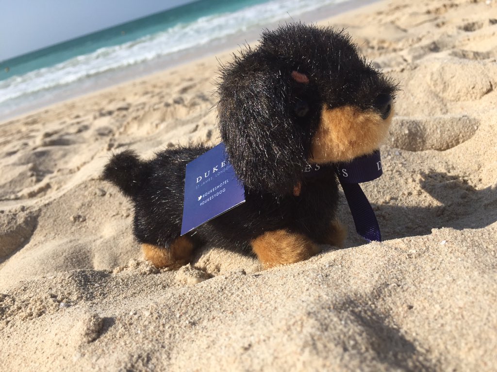 #DUKESDubai #Dukesy #sunshine