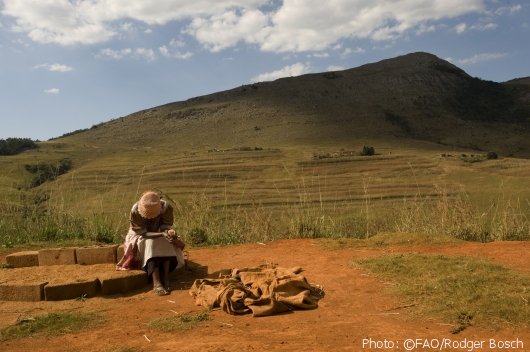 #ElNiño lowers early production outlook in Southern #Africa - maize prices up ow.ly/WfKLa v <a href="/FAOnews/">FAO Newsroom</a>