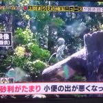小便小僧の尿道の砂利を取り除いた結果？すごい勢いで発射するようになる!