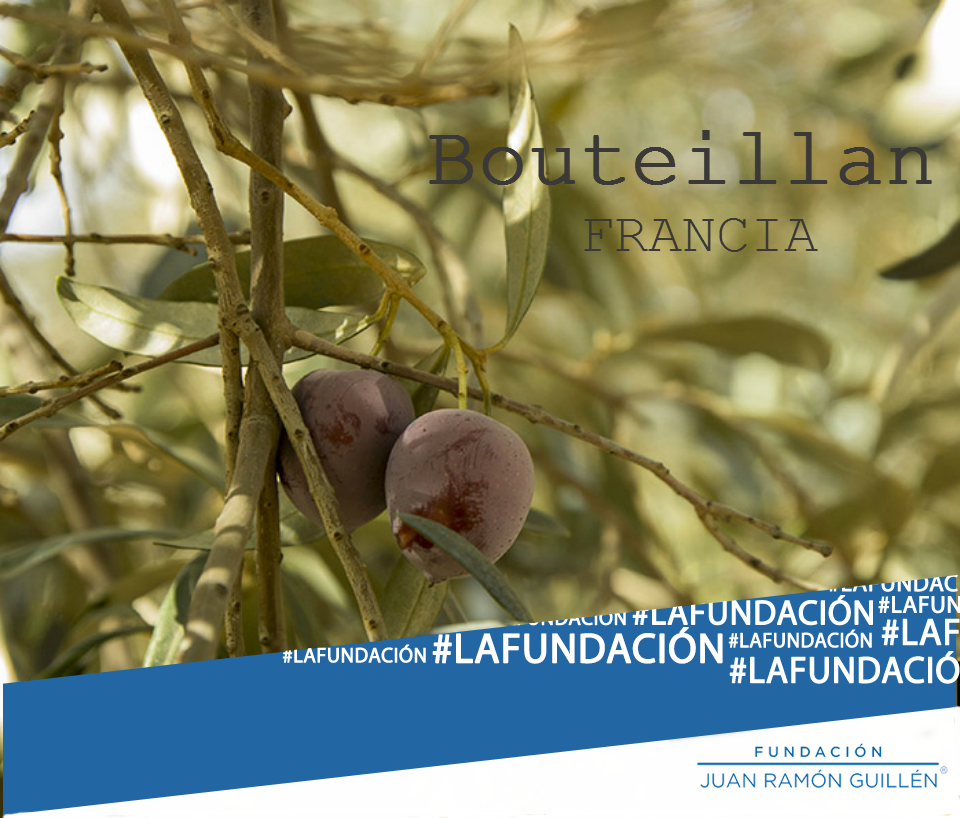 fundacionjrg's tweet photo. La variedad francesa bouteillan, también en nuestra #olivoteca. Su fruto recuerda a la forma de una botella. https://t.co/jMKTWfnGv5