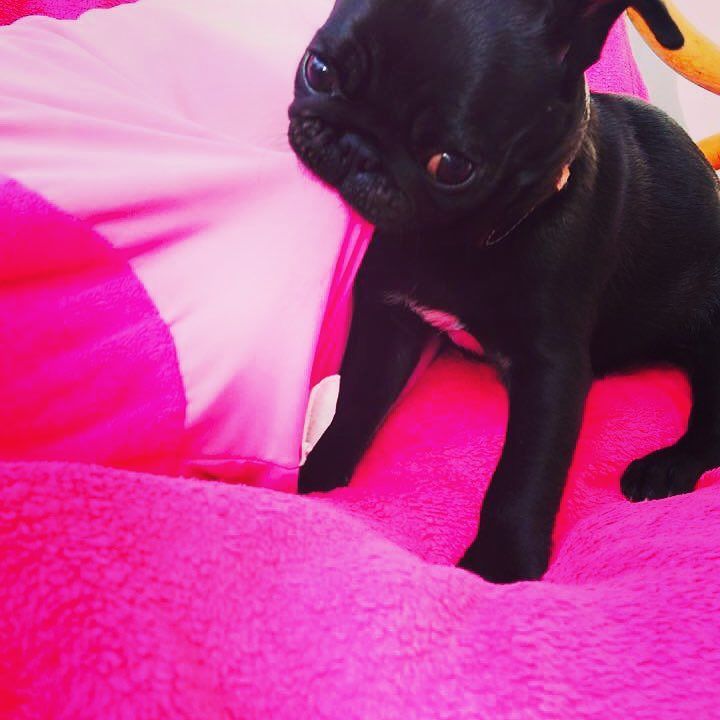 Puglee_Pug's tweet photo. #pug #puppy #sweety #pugs #ilovemydog #ilovemypug #schwarzermops #blackpug #schwarzermops #mops #welpe #puglife #pu… https://t.co/FS1mlRgv55