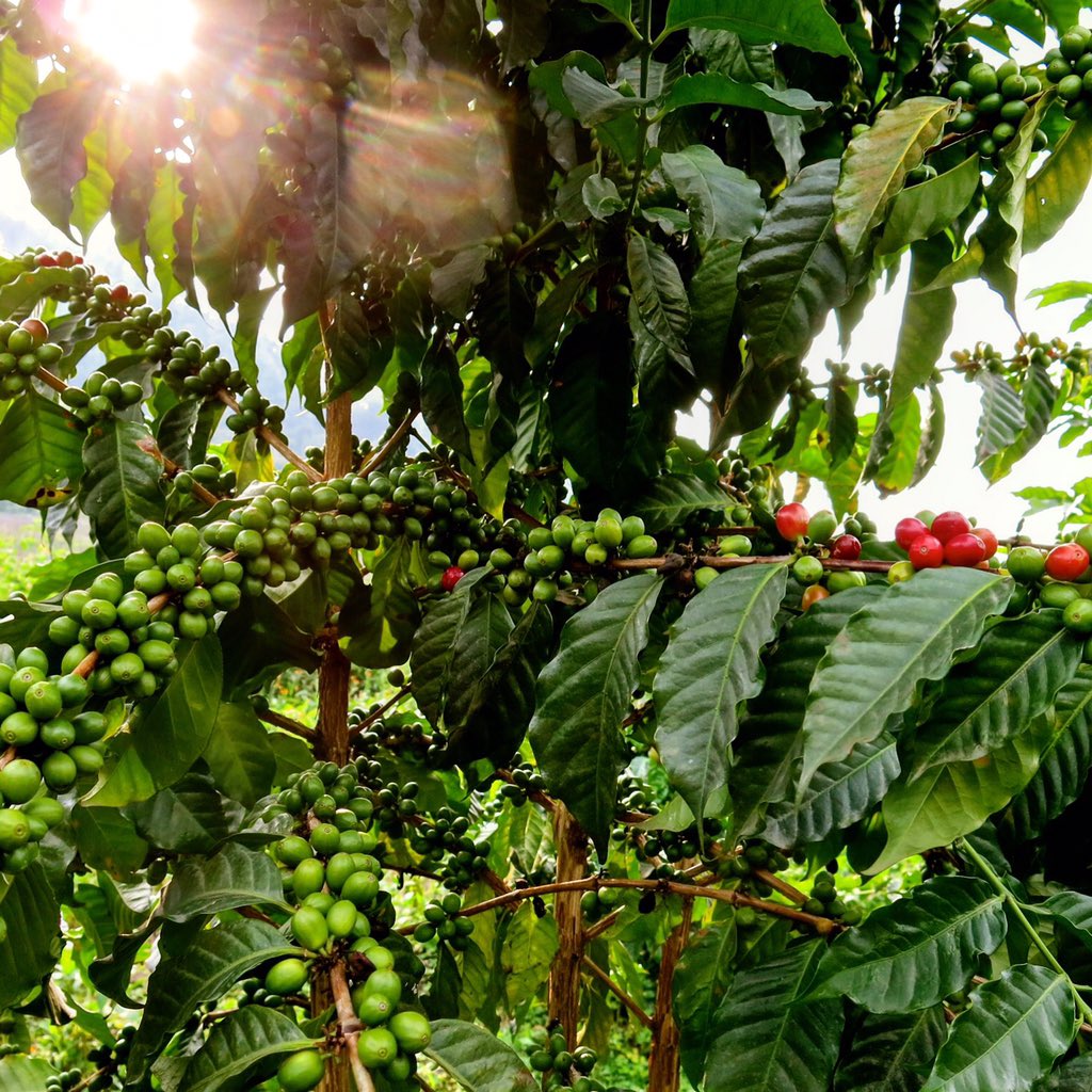 KZNOIR's tweet photo. Sunlight through the coffee trees gives a Christmas feel. It's nearly holiday time!  #Christmas #coffee https://t.co/If5XjhC8HT
