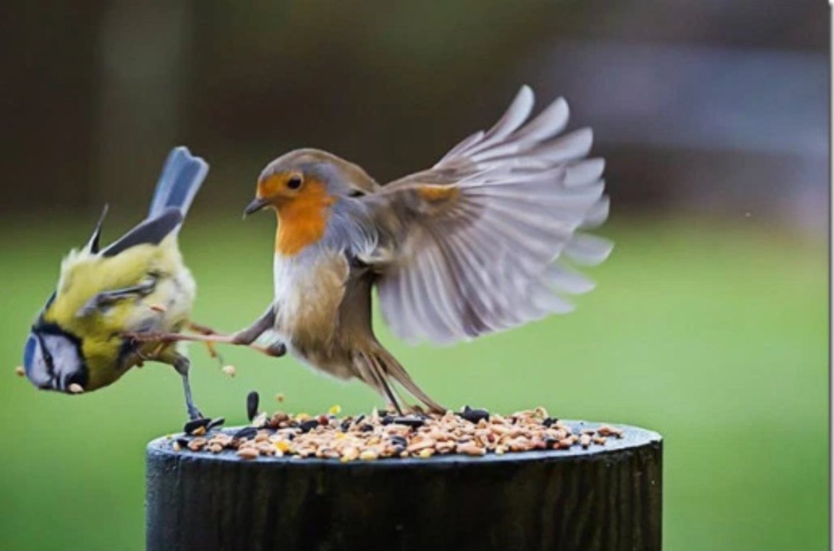 Here's a Robin aka the Christmas pigeon, kicking the shit out of a Blue Tit. You don't see this on Christmas cards.