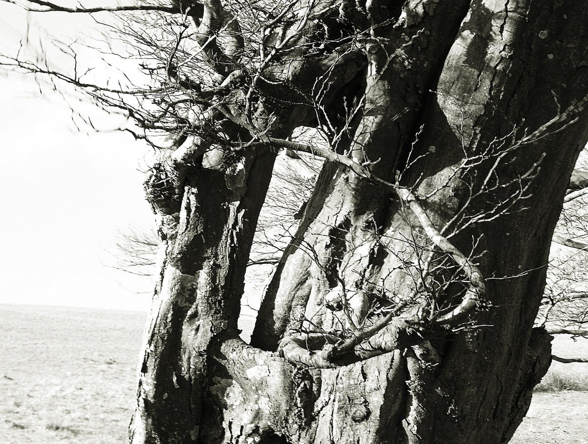 CobbinSteve1's tweet photo. @glastoguy @BlazeCyan @TheArborealists love gnarled twisted wood,These are on the mendips. https://t.co/kwPhcRhFpI