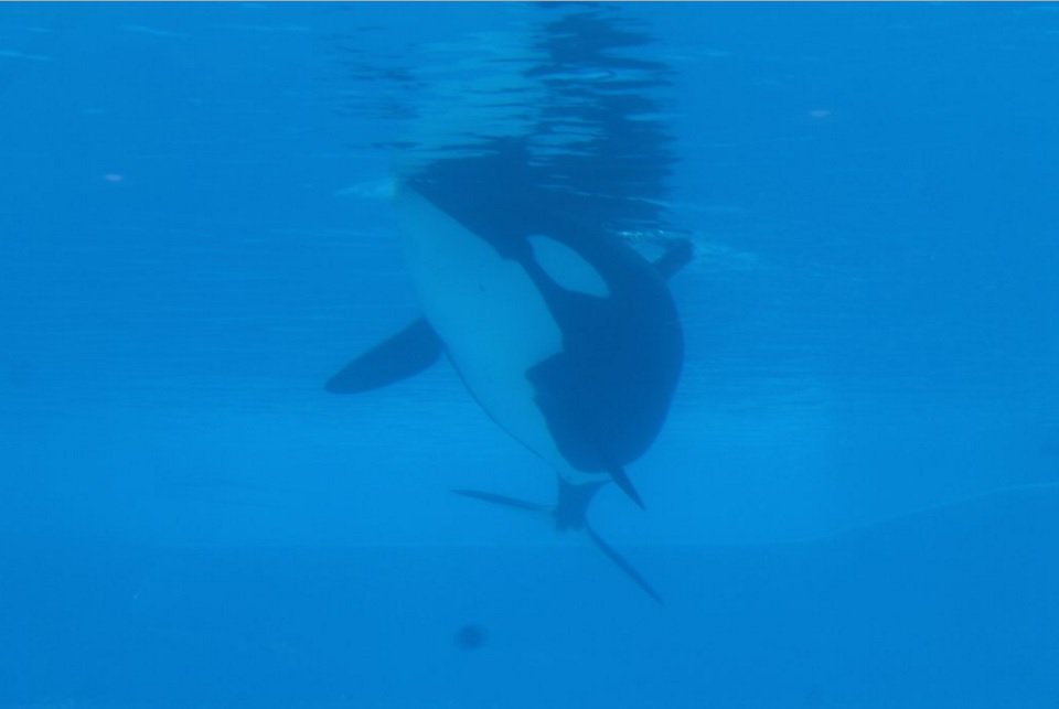 RIP Unna, the 38th orca to die in miserable captivity at #SeaWorld.🐳