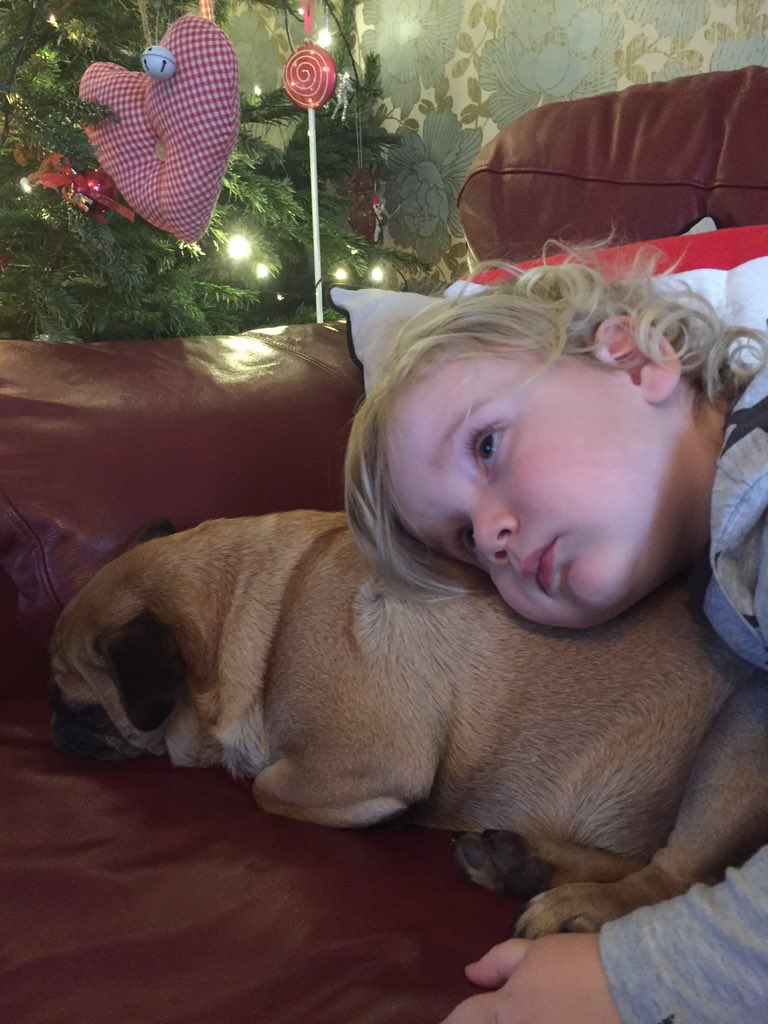 Missdivadresses's tweet photo. What a perfect advert for a #Pug #Puglove #PerfectPug gentle loving ...... And smelly ha ha https://t.co/tK4SiJHt8b