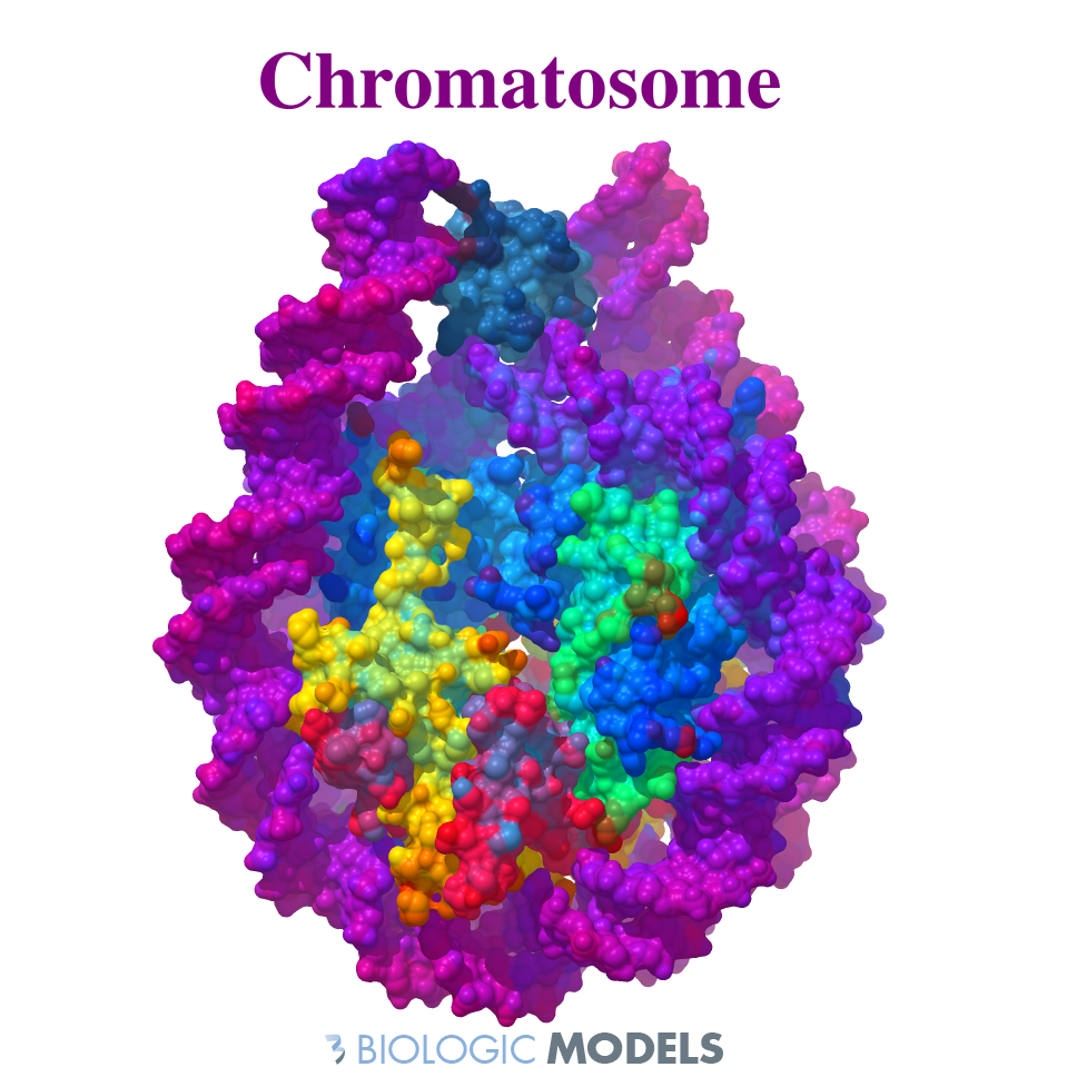 BiologicModels's tweet photo. Working on new #biologicmodel which do you prefer? red or purple #Chromatosome #3Dprint #molecule #proteinmodel #DNA https://t.co/sT4p89xM2q