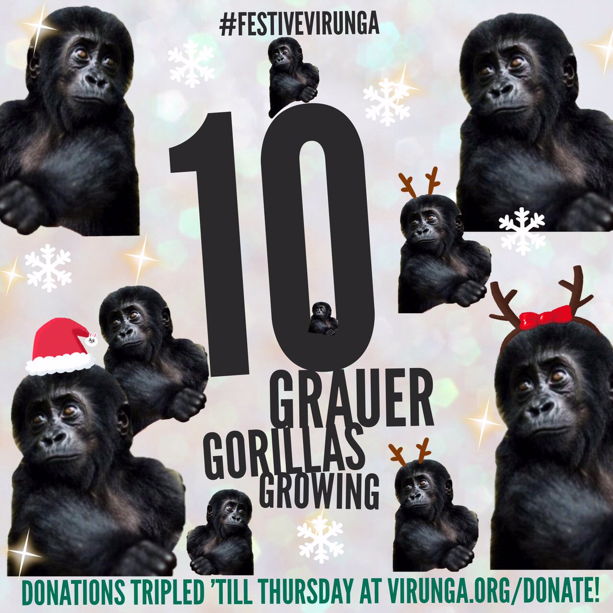 gorillacd's tweet photo. To celebrate Kalonge growing up healthy &amp; strong we've made #grauer #gorillas our 10th #FestiveVirunga surprise! RT https://t.co/VeYumSQ67H