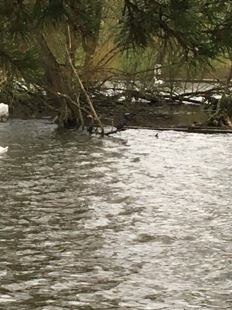 vicloupen's tweet photo. @Hertsbirds I saw this black Heron like bird in Verulam Park today. Sorry, blurry. Any help with what it is? https://t.co/zbSGEOdPA7