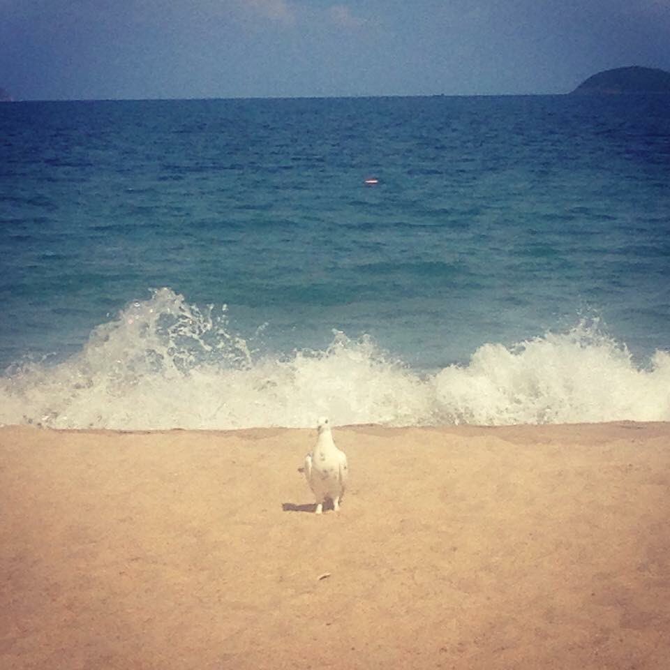 Alright there mate?! 🐦 #wanderlust #NhaTrang