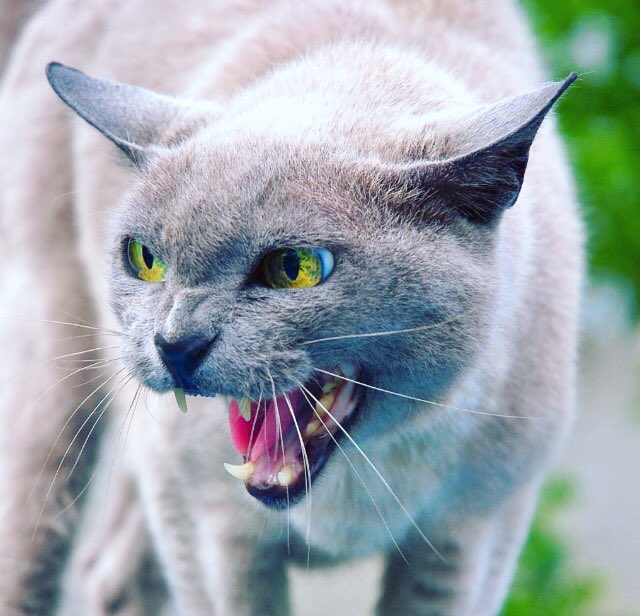 me when you judge me ! 👿👿😇 <a href="/ohmycatofficiel/">Ohmycat</a> #cats #nothappy