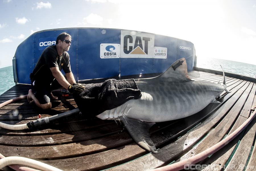 OCEARCH's tweet image. 10ft 591lb #tigershark Trinity traveled over 31 miles in the past 24 hours: bit.ly/TrinityShark @CaterpillarInc