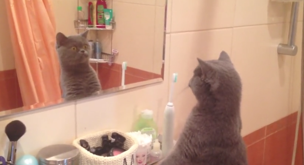 kekoolit's tweet photo. Il #Gatto più #Vanitoso del mondo
https://t.co/VX0z6lK6aW
#Love #Natale https://t.co/0lGnXcB8du