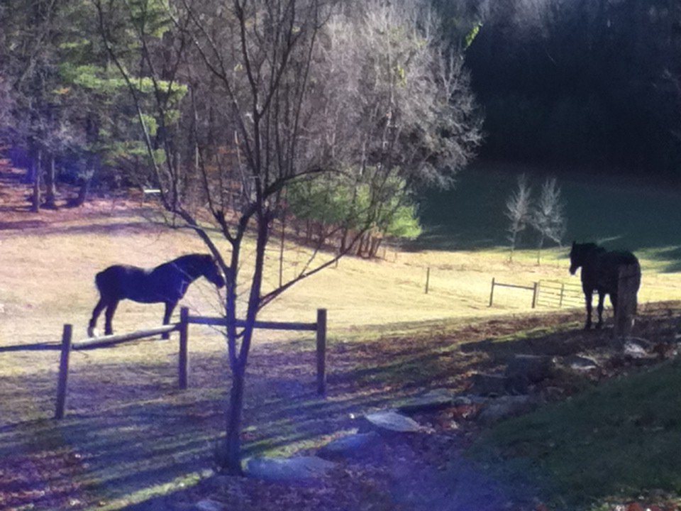 trevinfarm's tweet photo. We're not horsin' around! Still rooms avai! Package incl hearty meals...
20% off! KIDS free #skivermont @FarmStayUS https://t.co/Mgj96X4kIa