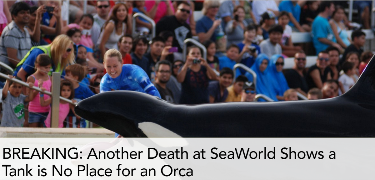 OrcaSOS's tweet image. Another Death at #SeaWorld Shows a Tank is No Place for an Orca @onegreenplanet onegreenplanet.org/news/unna-deat…
#Blackfish