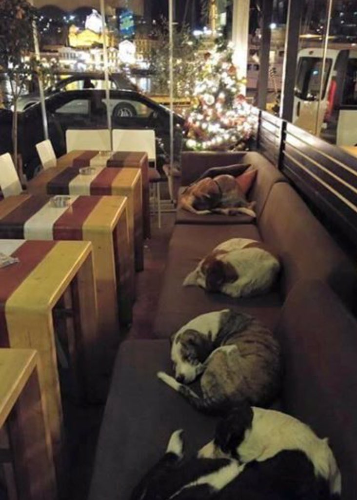 Antonio_Rosique's tweet photo. Cafetería en Grecia abre sus puertas por las noches a los perros callejeros para que puedan dormir calientes. https://t.co/y0Y7iOXJA1