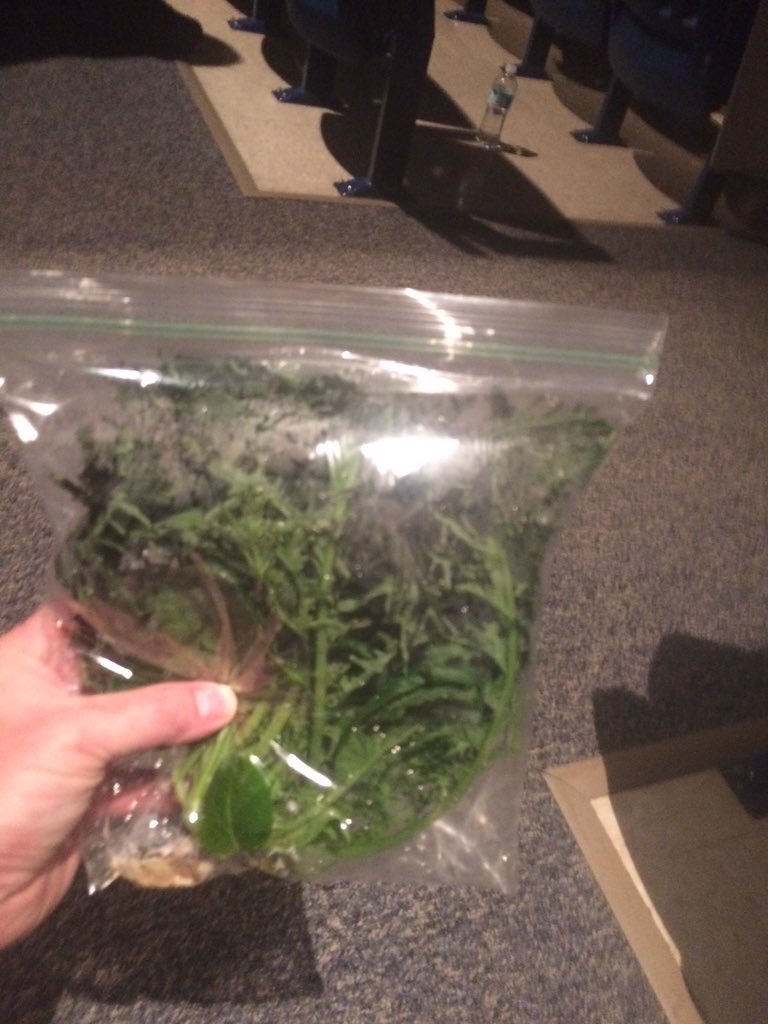 hurat_alex's tweet photo. I received a holiday gift of spicy mustard lettuce - harvested from the BES hydroponic garden. #stsd15 #iu17stem https://t.co/BHhZgdyOI0